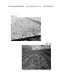 METHOD FOR MASS PRODUCTION OF SEEDLING OF SEED POTATO diagram and image