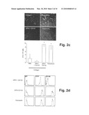 Bispecific fusion protein having therapeutic and diagnostic potential diagram and image