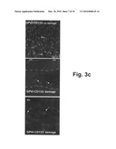 Bispecific fusion protein having therapeutic and diagnostic potential diagram and image