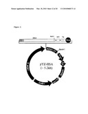 Recombinant Human Albumin-Interleukin-11 Fusion Protein With Long-Lasting Biological Effects diagram and image