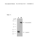 Recombinant Human Albumin-Interleukin-11 Fusion Protein With Long-Lasting Biological Effects diagram and image