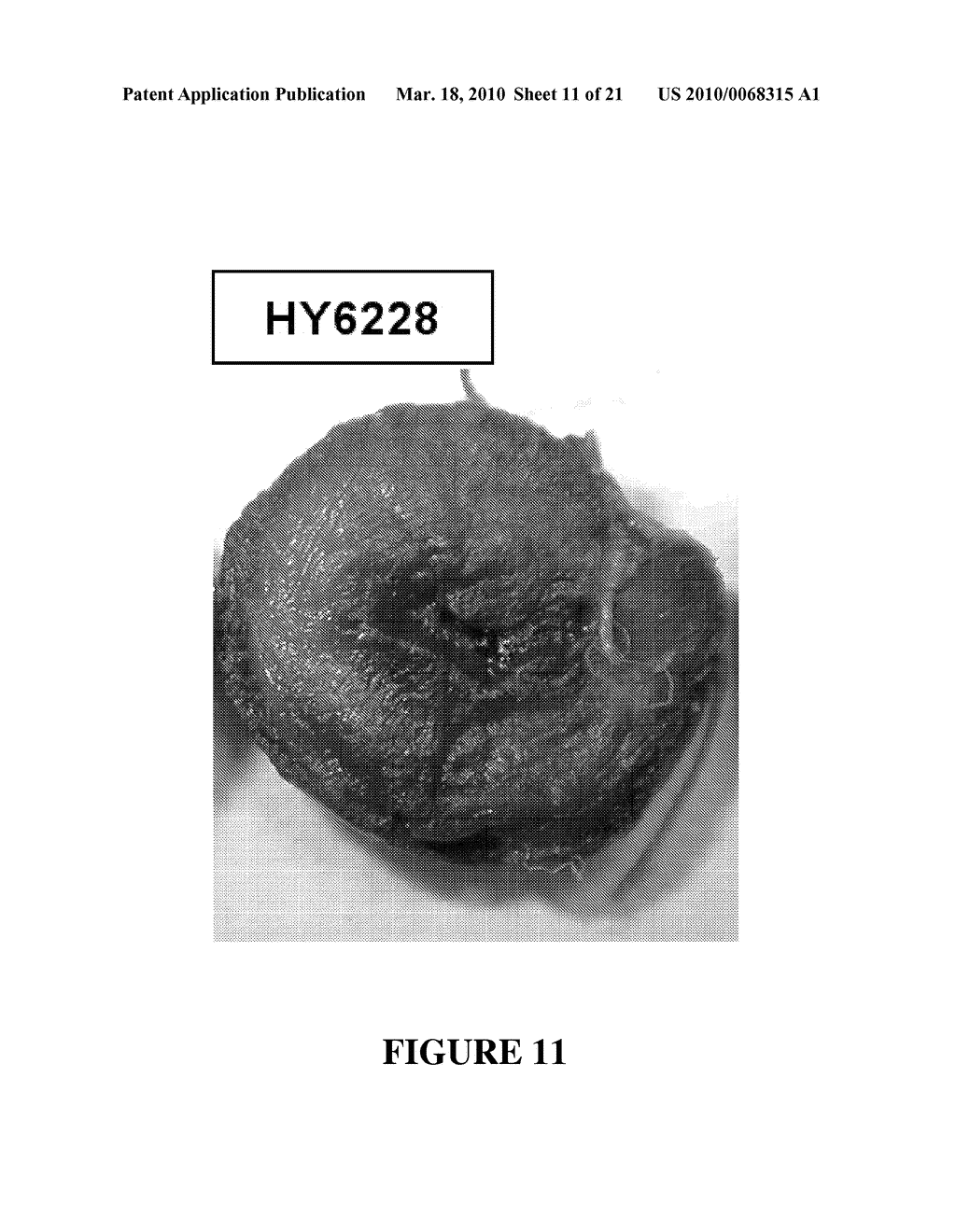 Composition Comprising an Extract of Gramineae Plant for the Prevention and Treatment of Ischemic Diseases and Degenerative Brain Diseases and the Use Thereof - diagram, schematic, and image 12