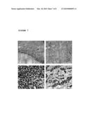 Assay System For Monitoring The Effects Of Genetically Engineered Cells To Alter Function Of A Synctium diagram and image