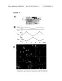 Assay System For Monitoring The Effects Of Genetically Engineered Cells To Alter Function Of A Synctium diagram and image