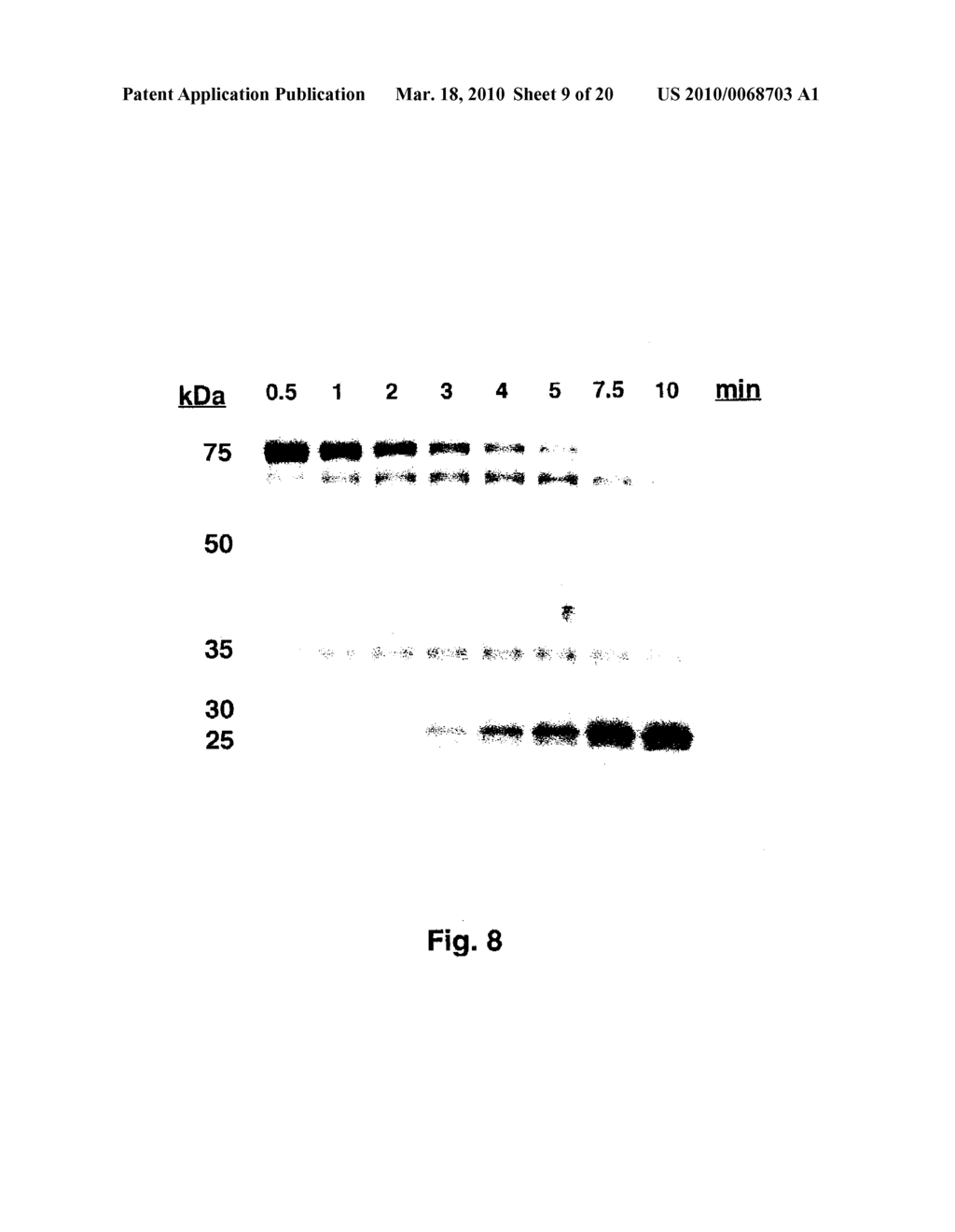 ENHANCED MEDICAL TREATMENTS RESULTING FROM CHEMICAL IDENTIFICATION OF CALCIUM INFLUX FACTOR, IDENTITY WITH THE FACTOR ACTIVATING PHOSPHOLIPOLYSIS AND PRECIPITATING SUDDEN DEATH DURING MYOCARDIAL INFARCTION, AND DETERMINATION OF SIMILAR ACTIVATING MECHANISMS IN MULTIPLE CELL TYPES THROUGH DISINHIBITION OF CALCIUM-INDEPENDENT PHOSPHOLIPASE A2BETA - diagram, schematic, and image 10