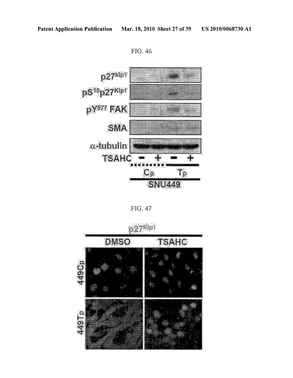 METHOD FOR SCREENING ANTI-CANCER COMPOUNDS INHIBITING FUNCTION OF TM4SF5 AND ANTI-CANCER COMPOSITION CONTAINING CHALCONE COMPOUNDS - diagram, schematic, and image 28