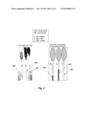 Density-based cell detection system diagram and image