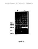 NOVEL NUCLEIC ACID MOLECULES diagram and image