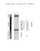 NOVEL NUCLEIC ACID MOLECULES diagram and image