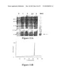 NOVEL NUCLEIC ACID MOLECULES diagram and image