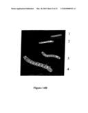 NOVEL NUCLEIC ACID MOLECULES diagram and image