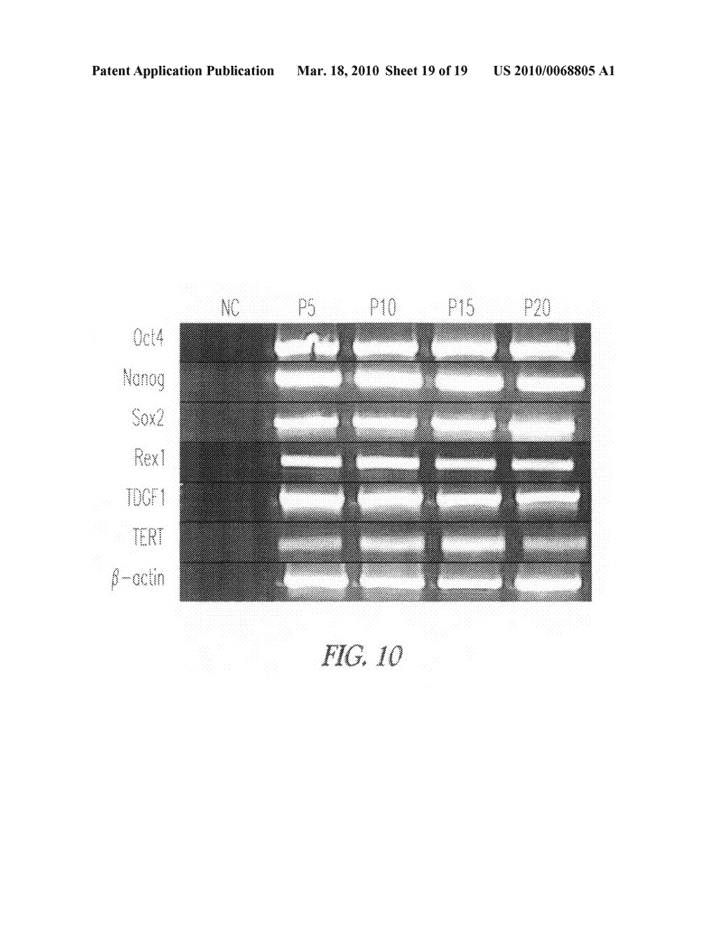 XENO-FREE CULTURE CONDITIONS FOR HUMAN EMBRYONIC STEM CELLS AND METHODS THEREOF - diagram, schematic, and image 20