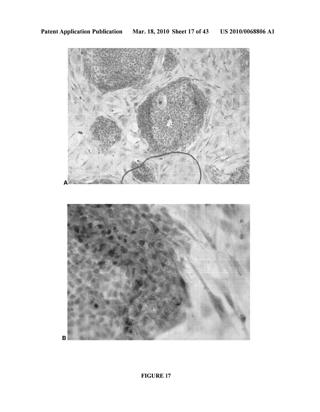 NOVEL METHODS AND REAGENTS DIRECTED TO PRODUCTION OF CELLS - diagram, schematic, and image 18