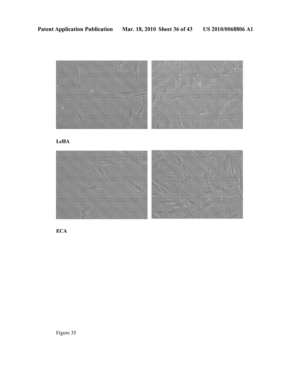 NOVEL METHODS AND REAGENTS DIRECTED TO PRODUCTION OF CELLS - diagram, schematic, and image 37