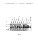 METHODS OF TREATING BONE DISEASE USING VASCULAR ENDOTHELIAL GROWTH FACTOR FUSION CONSTRUCTS diagram and image