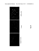 METHODS OF TREATING BONE DISEASE USING VASCULAR ENDOTHELIAL GROWTH FACTOR FUSION CONSTRUCTS diagram and image