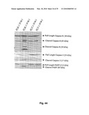 METHODS OF TREATING BONE DISEASE USING VASCULAR ENDOTHELIAL GROWTH FACTOR FUSION CONSTRUCTS diagram and image