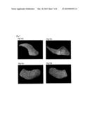 BONE MODEL, BONE FILLER AND PROCESS FOR PRODUCING BONE FILLER diagram and image