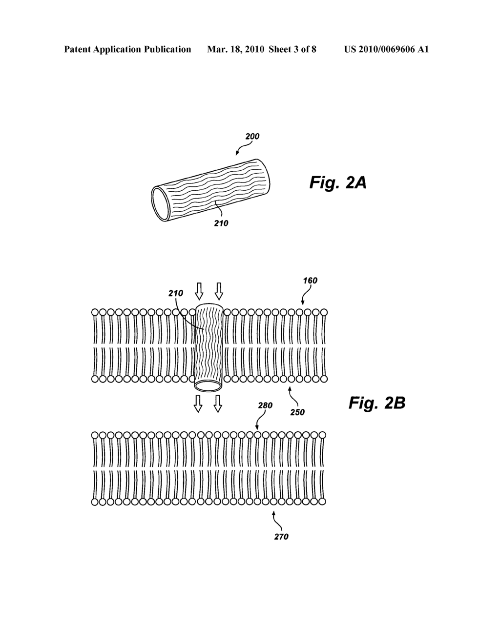 Tubular nanostructure targeted to cell membrane - diagram, schematic, and image 04