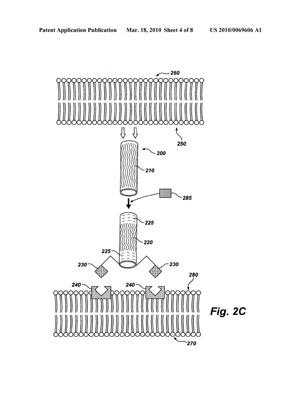 Tubular nanostructure targeted to cell membrane - diagram, schematic, and image 05