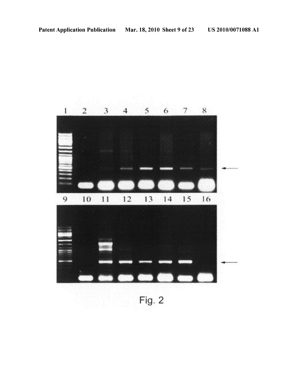 Plant Expression Constructs and Methods of Utilizing Same - diagram, schematic, and image 10