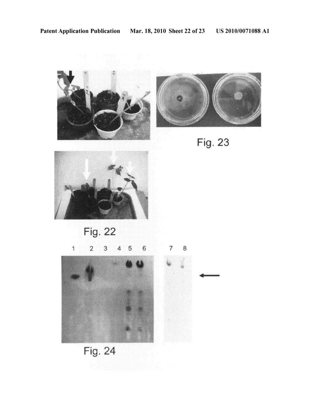 Plant Expression Constructs and Methods of Utilizing Same - diagram, schematic, and image 23