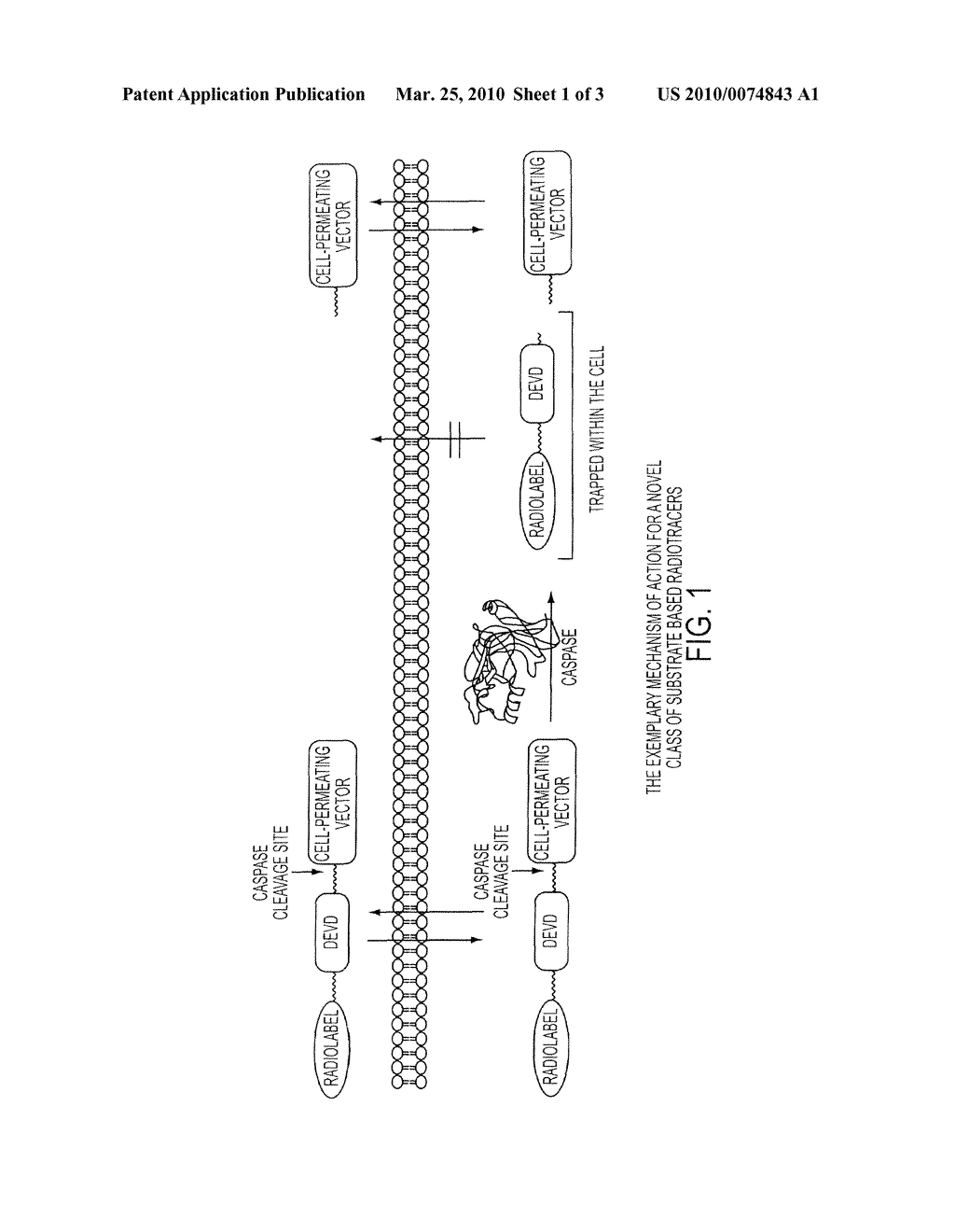 Novel Substrate Based PET Imaging Agents - diagram, schematic, and image 02