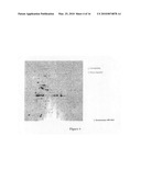 Probiotic bacterium: lactobacillus fermentum diagram and image