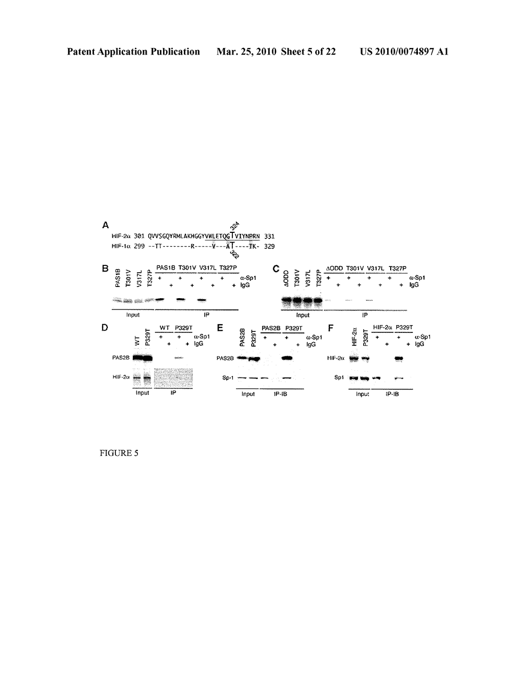 Methods and Compositions related to HIF-1 alpha - diagram, schematic, and image 06