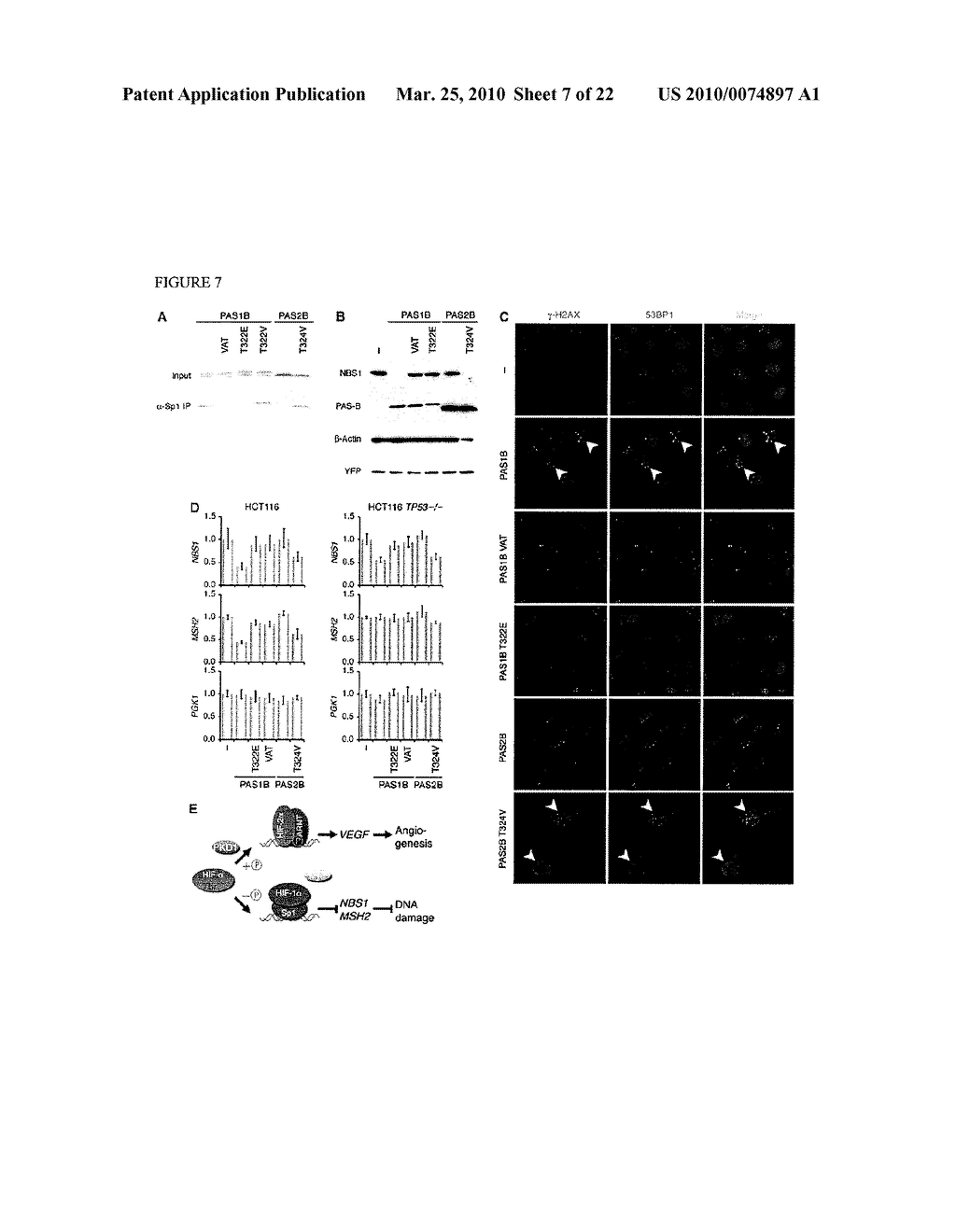 Methods and Compositions related to HIF-1 alpha - diagram, schematic, and image 08