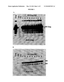 CHIMERIC INFLUENZA VIRUS-LIKE PARTICLES diagram and image