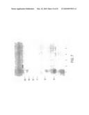 Circovirus sequences associated with piglet weight loss disease (PWD) diagram and image