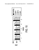 Circovirus sequences associated with piglet weight loss disease (PWD) diagram and image