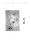 Circovirus sequences associated with piglet weight loss disease (PWD) diagram and image