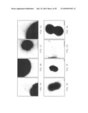 PURIFICATION OF BACTERIAL ANTIGENS diagram and image