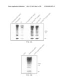 PURIFICATION OF BACTERIAL ANTIGENS diagram and image