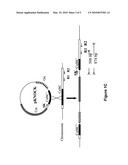 METHODS FOR TARGETTED MUTAGENESIS IN GRAM-POSITIVE BACTERIA diagram and image