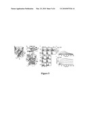 YEAST SURFACE TWO-HYBRID SYSTEM FOR QUANTITATIVE DETECTION OF PROTEIN-PROTEIN INTERACTIONS diagram and image