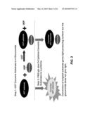 BIOLUMINESCENT DETECTION OF CYANOHYDROXY BENZOTHIAZOLE COMPOUNDS diagram and image