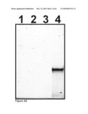 Methods for capturing nascent proteins diagram and image