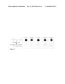 Methods for capturing nascent proteins diagram and image