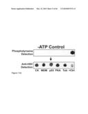 Methods for capturing nascent proteins diagram and image