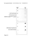 Methods for capturing nascent proteins diagram and image