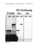 Methods for capturing nascent proteins diagram and image