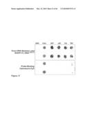 Methods for capturing nascent proteins diagram and image