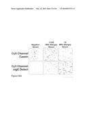 Methods for capturing nascent proteins diagram and image