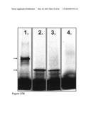 Methods for capturing nascent proteins diagram and image