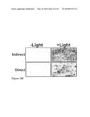 Methods for capturing nascent proteins diagram and image