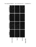 Methods for capturing nascent proteins diagram and image