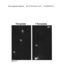 Methods for capturing nascent proteins diagram and image